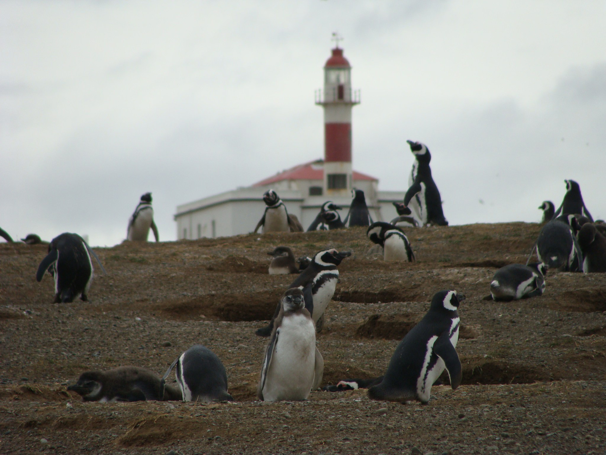 Encounter with penguins from Puerto Natales