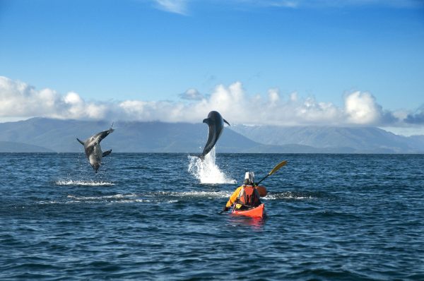 Avistamiento de Delfines en el Estrecho de Magallanes